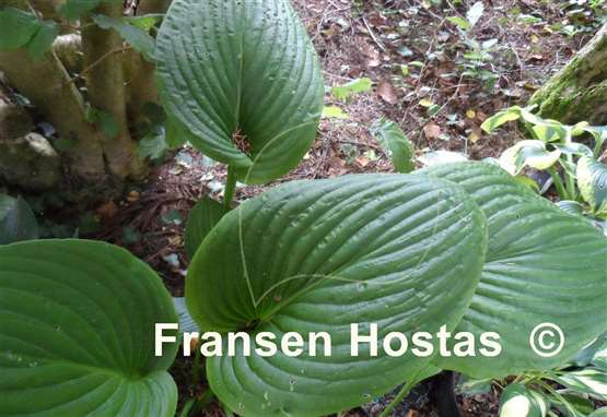 Hosta Holar Arches Park