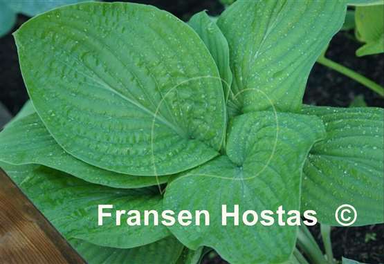Hosta Holar Arches Park