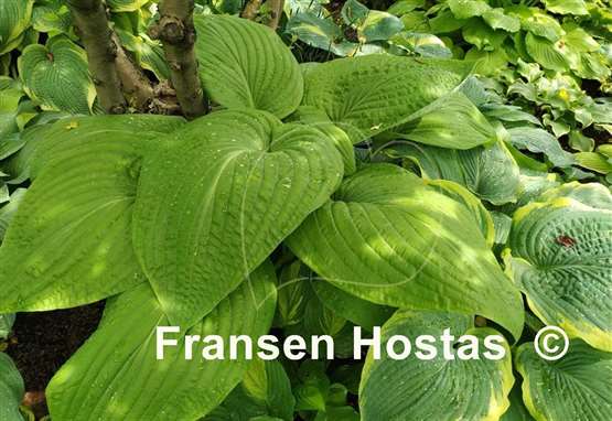 Hosta Holar Arches Park