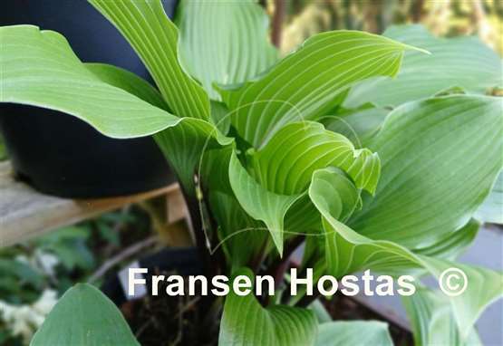 Hosta Holar Black Swan