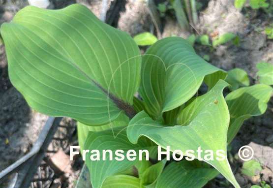Hosta Holar Crimson Grape