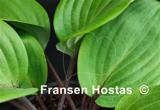 Hosta Holar Crimson Grape