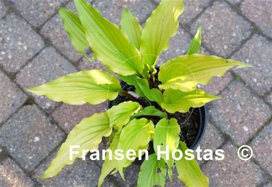 Hosta Holar Curved Waterfall