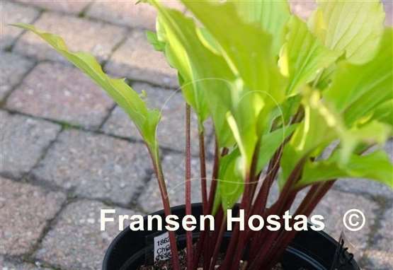Hosta Holar Curved Waterfall