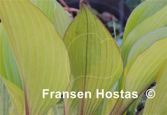 Hosta Holar Early Days