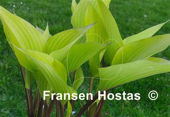 Hosta Holar Early Days