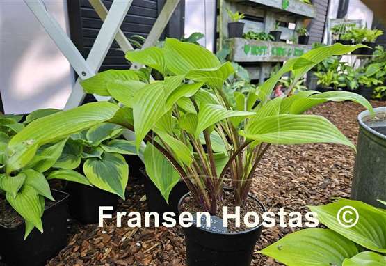 Hosta Holar Early Days