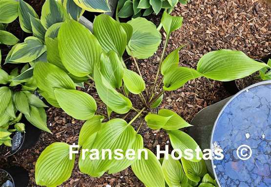 Hosta Holar Early Days