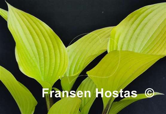 Hosta Holar Early Days