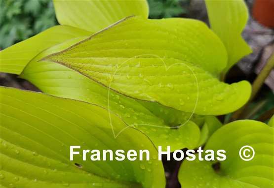 Hosta Holar Early Days