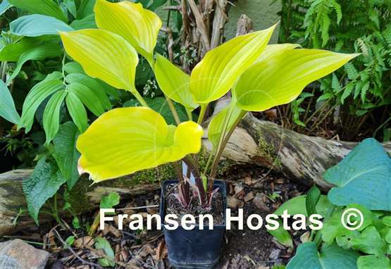 Hosta Holar Early Days