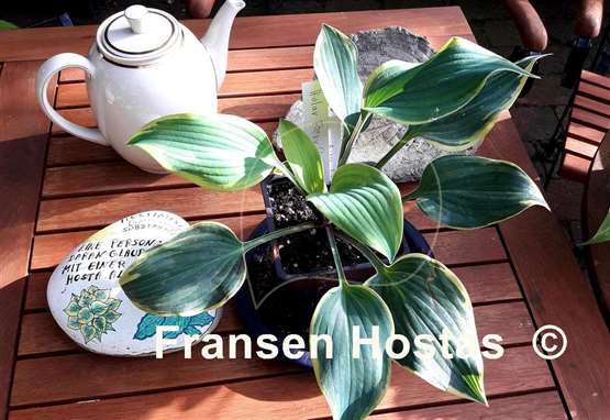 Hosta Holar Fiery Sky