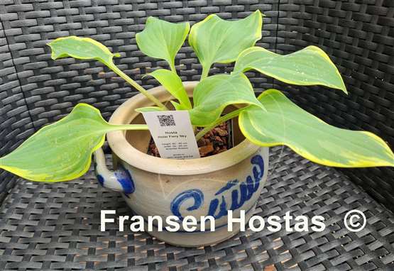 Hosta Holar Fiery Sky