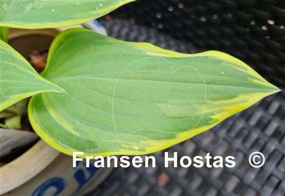 Hosta Holar Fiery Sky