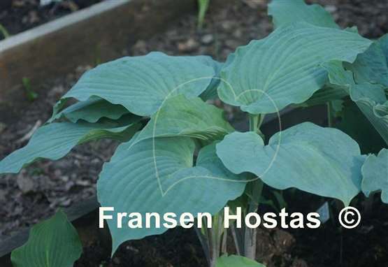 Hosta Holar Flying Saucer