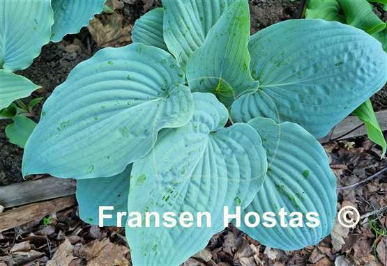 Hosta Holar Flying Saucer