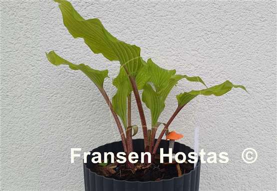 Hosta Holar Garnet Crow