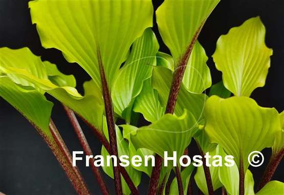 Hosta Holar Garnet Crow