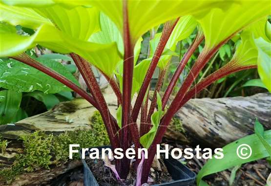 Hosta Holar Garnet Crow