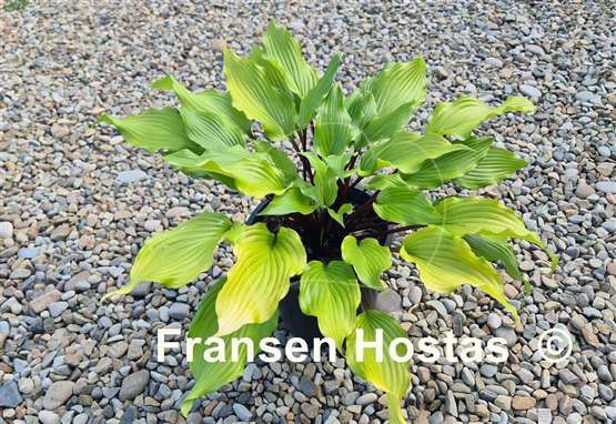 Hosta Holar Garnet Crow