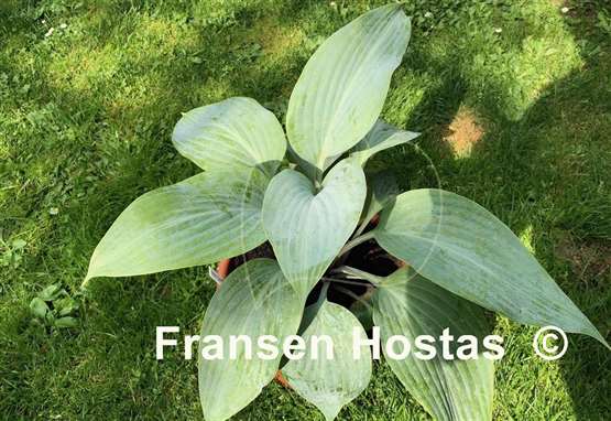Hosta Holar Ice Empress