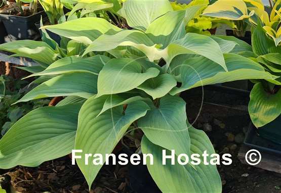 Hosta Holar Ice Empress