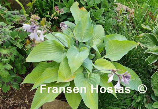Hosta Holar Ice Empress