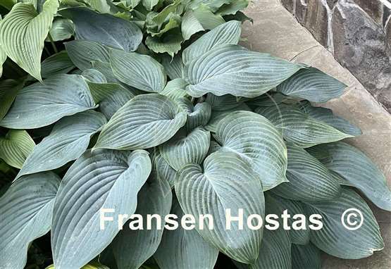 Hosta Holar Ice Empress