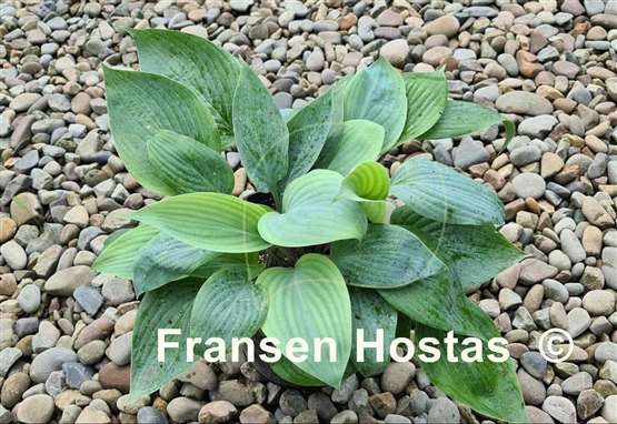 Hosta Holar Ice Empress