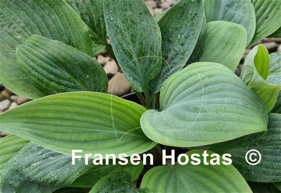 Hosta Holar Ice Empress