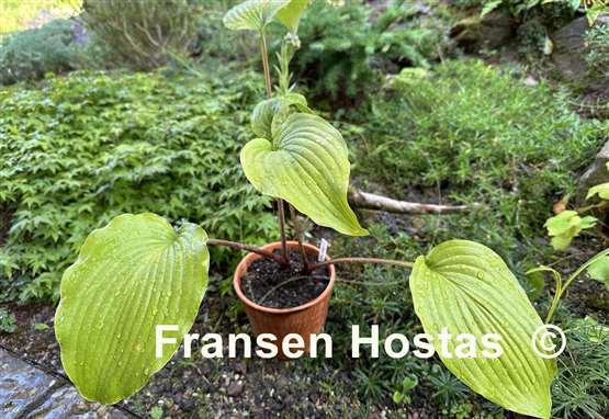 Hosta Holar Mystic Girl