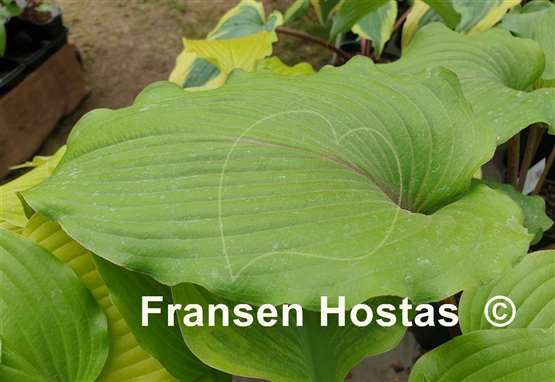 Hosta Holar Mystic Girl