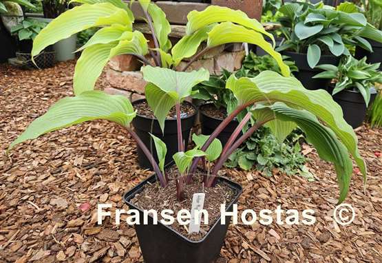 Hosta Holar Mystic Girl