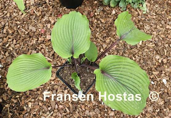 Hosta Holar Mystic Girl