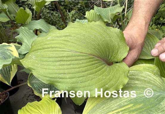 Hosta Holar Mystic Girl