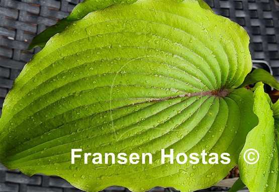 Hosta Holar Mystic Girl