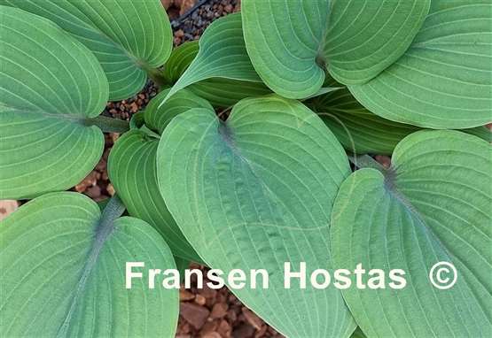 Hosta Holar Mystic Purple