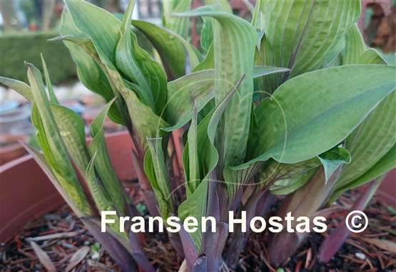 Hosta Holar Mystic Purple