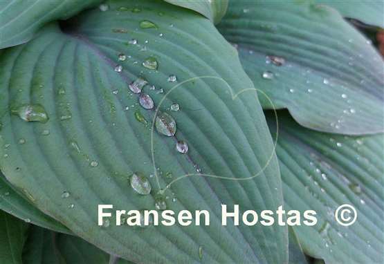 Hosta Holar Mystic Purple