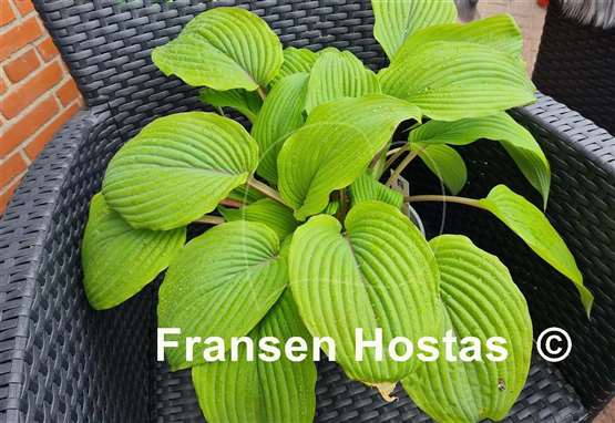 Hosta Holar Mystic Purple