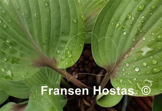 Hosta Holar Purple Flash