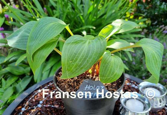 Hosta Holar Purple Flash