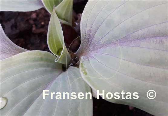 Hosta Holar Purple Flash