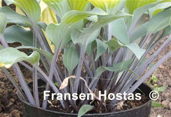 Hosta Holar Purple Glacier  