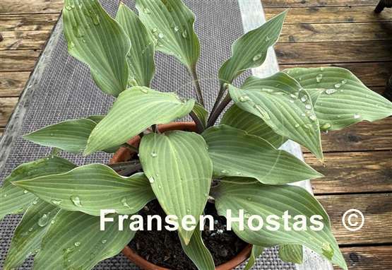 Hosta Holar Purple Glacier  