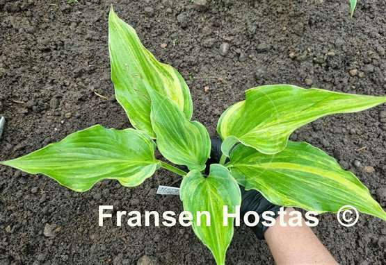 Hosta Holar Rainbow Storm