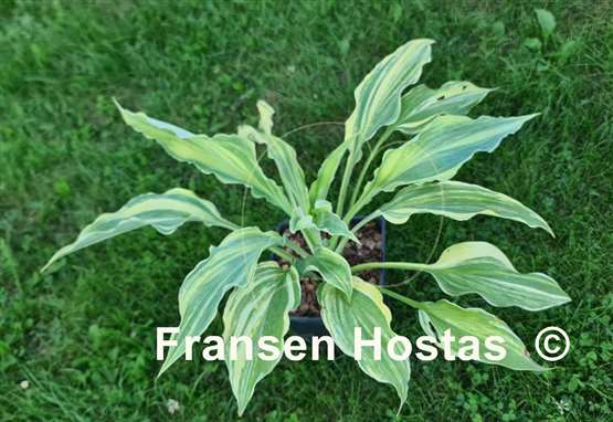 Hosta Holar Rainbow Storm