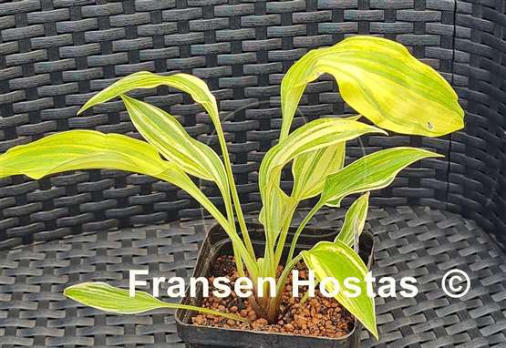 Hosta Holar Rainbow Storm