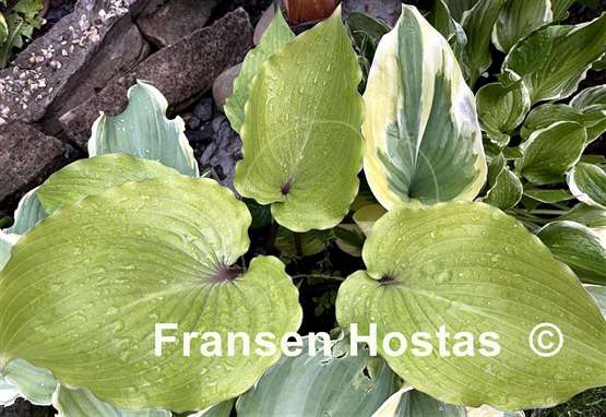 Hosta Holar Red Sea Shell