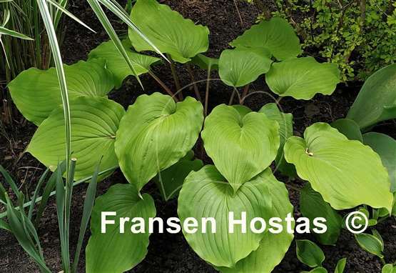 Hosta Holar Red Sea Shell